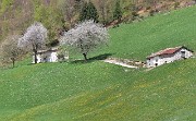 41 Ciliegi in fiore a Pra del Monte...